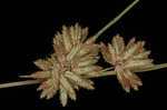 Bentawn flatsedge